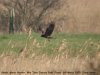 Marsh Harrier at Wat Tyler Country Park (Steve Arlow) (48622 bytes) Marsh Harrier at Wat Tyler Country Park (Steve Arlow) (48622 bytes)